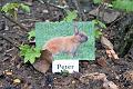 13. Peter Rabbit under a gooseberry bush